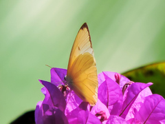 Aphrissa statira statira