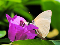 Aphrissa statira statira