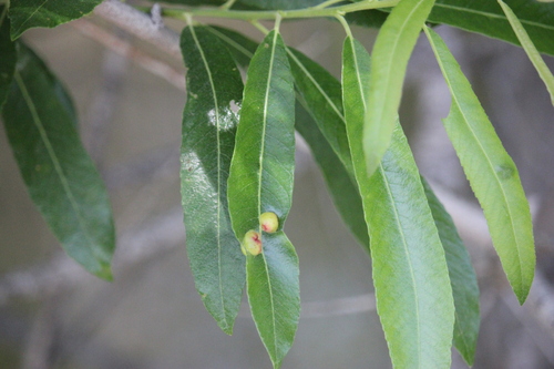 iNaturalist observation photo of Arroyo Willow