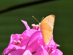 Aphrissa statira statira