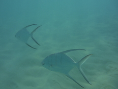 Trachinotus goodei