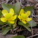 Sagebrush Buttercup - Photo (c) Matt Lavin, some rights reserved (CC BY-SA)