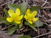 Sagebrush Buttercup - Photo (c) Matt Lavin, some rights reserved (CC BY-SA)