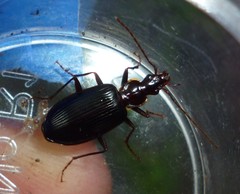 Platynus tenuicollis