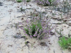 Dicerandra × thinicola