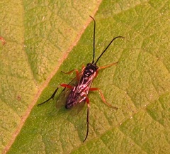 Diplazontinae