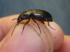 Pterostichus mutus