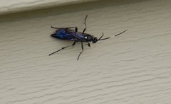 Ichneumon deliratorius