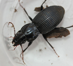 Pterostichus stygicus