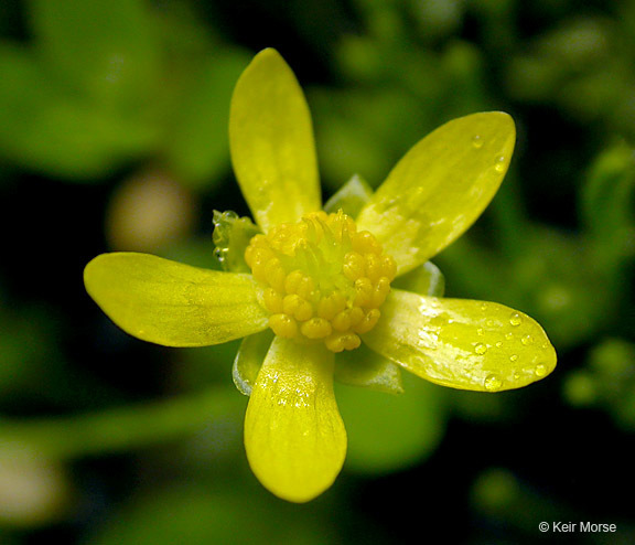 Ranunculus gormanii