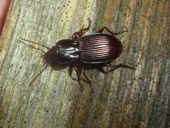 Pterostichus tristis