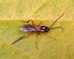 Diplazontinae