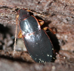 Calathus opaculus