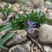 Limestone Riverbank Violet - Photo (c) Ryan Sorrells, some rights reserved (CC BY), uploaded by Ryan Sorrells