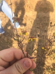 Gaillardia aestivalis
