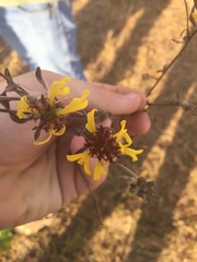 Gaillardia aestivalis