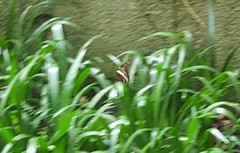 Siproeta epaphus trayja