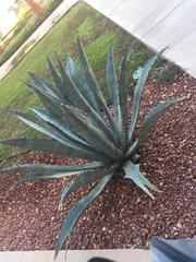 Agave fourcroydes