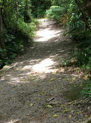 Mokopirirakau