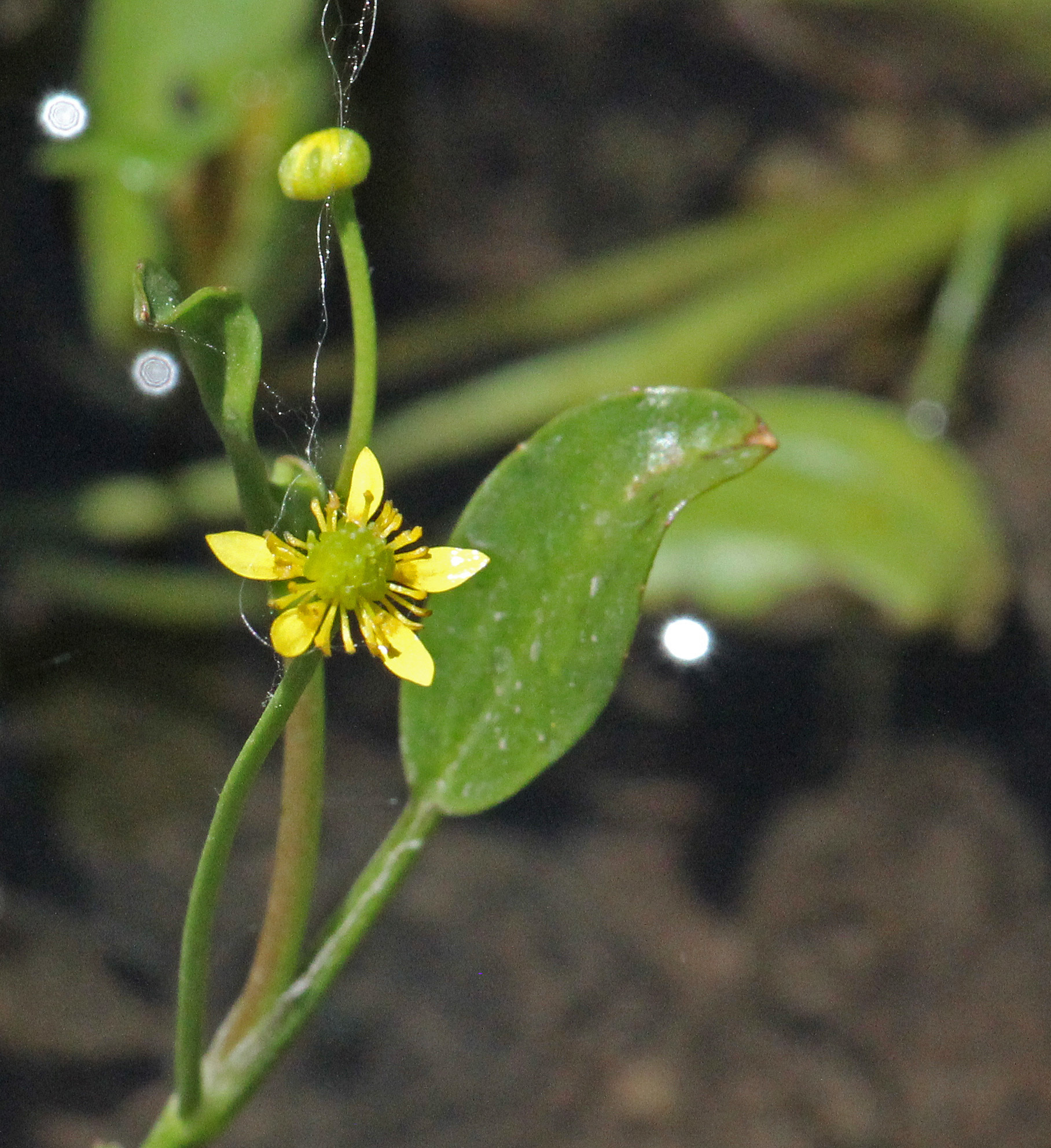 Ranunculus hydrocharoides
