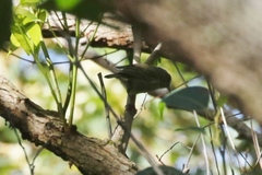 Chlorodrepanis flava