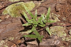 Lindsaea ensifolia