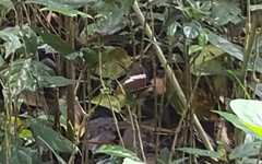 Siproeta epaphus trayja