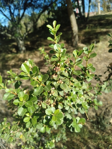 Schinus microphylla, photograph 2