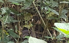 Siproeta epaphus trayja