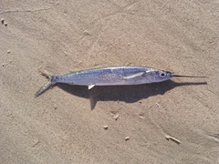 Hemiramphus brasiliensis