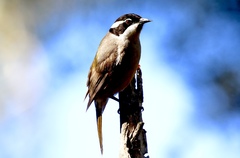 Melithreptus validirostris