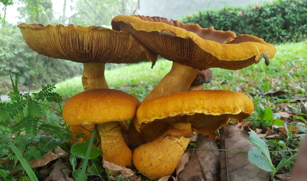 Gymnopilus imperialis · October 2018 · photo: © alessandradalia (iNaturalist, cc-by-sa)