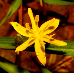 Curculigo orchioides