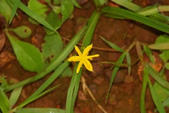 Curculigo orchioides