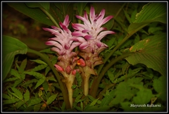 Curcuma aromatica