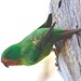 Swift Parrot - Photo (c) Bird Explorers, some rights reserved (CC BY-NC), uploaded by Bird Explorers