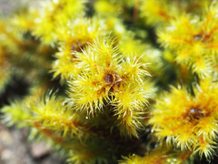 Breutelia pendula