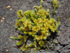 Breutelia pendula
