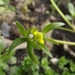 Ranunculus parviflorus - Photo (c) Melanie EL, algunos derechos reservados (CC BY-NC-SA)