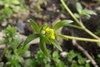 Smallflower Buttercup - Photo (c) Melanie EL, some rights reserved (CC BY-NC-SA)