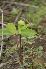 Arisaema tortuosum