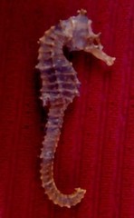 Hippocampus ingens
