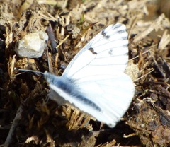 Pontia sisymbrii