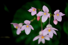 Begonia crenata