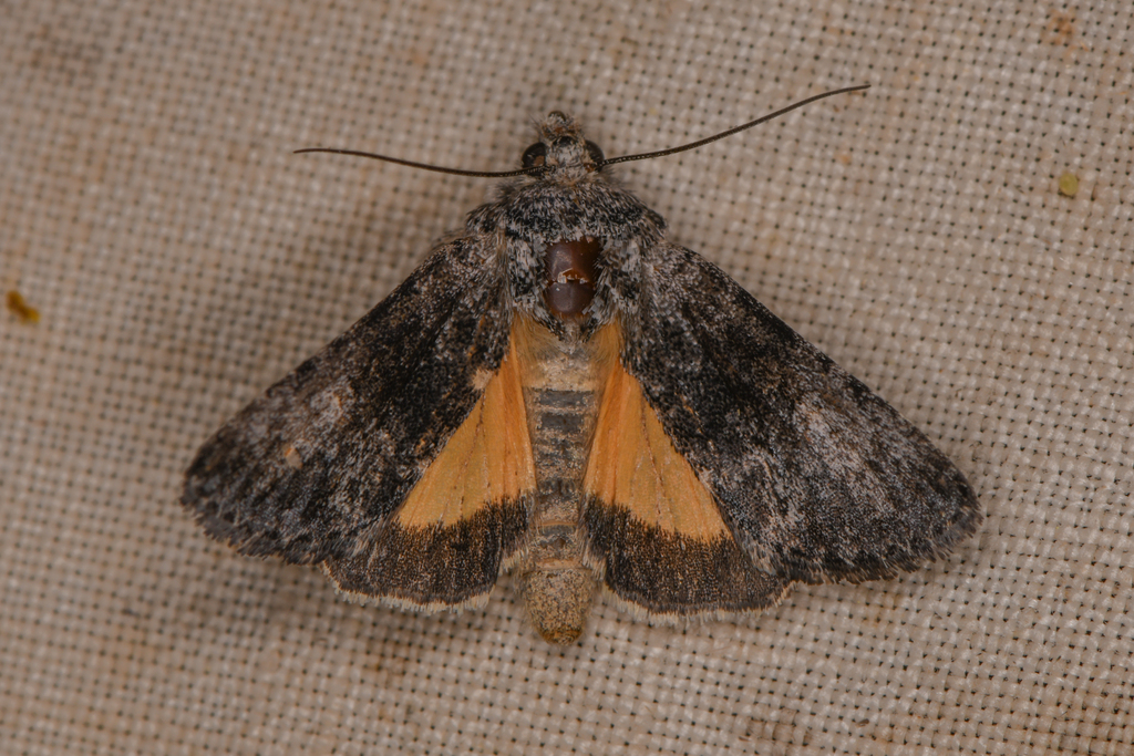 Sympistis corusca