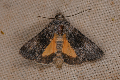 Sympistis corusca