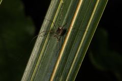 Neopilionidae