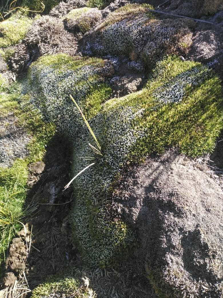 Imagem de Aciachne pulvinata não possui um nome popular amplamente reconhecido no Brasil