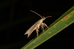 Donacostola notabilis