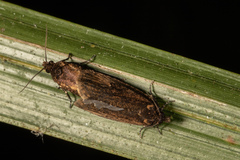 Cryptaspasma querula